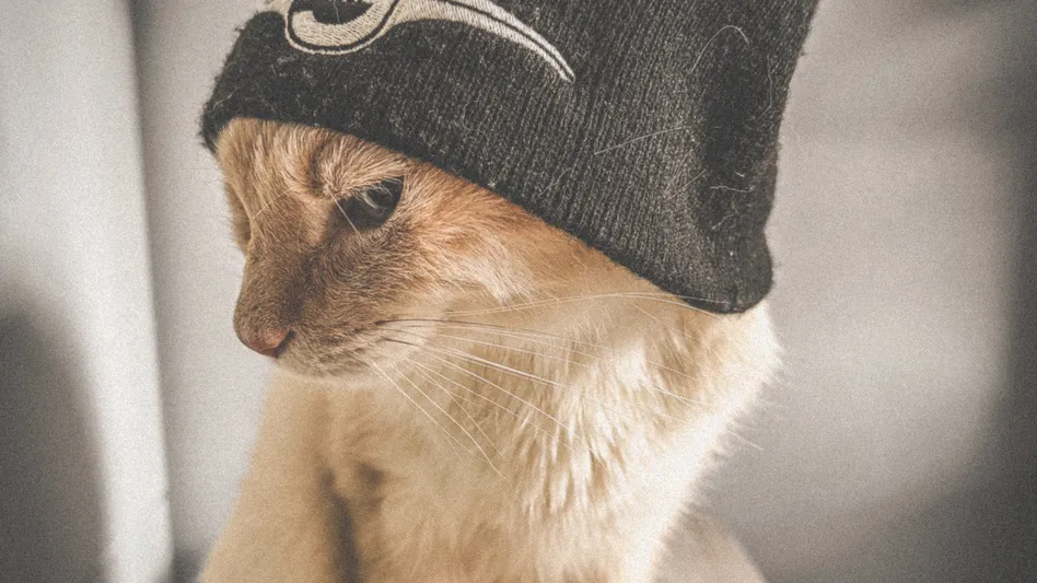 My cat Tybalt, a white flamepoint Tabby/Siamese mix sits on a wooden platform while looking off to the side dejectedly while wearing a full-sized black skullcap beanie from Mr. S Leather that i placed on him moments ago.