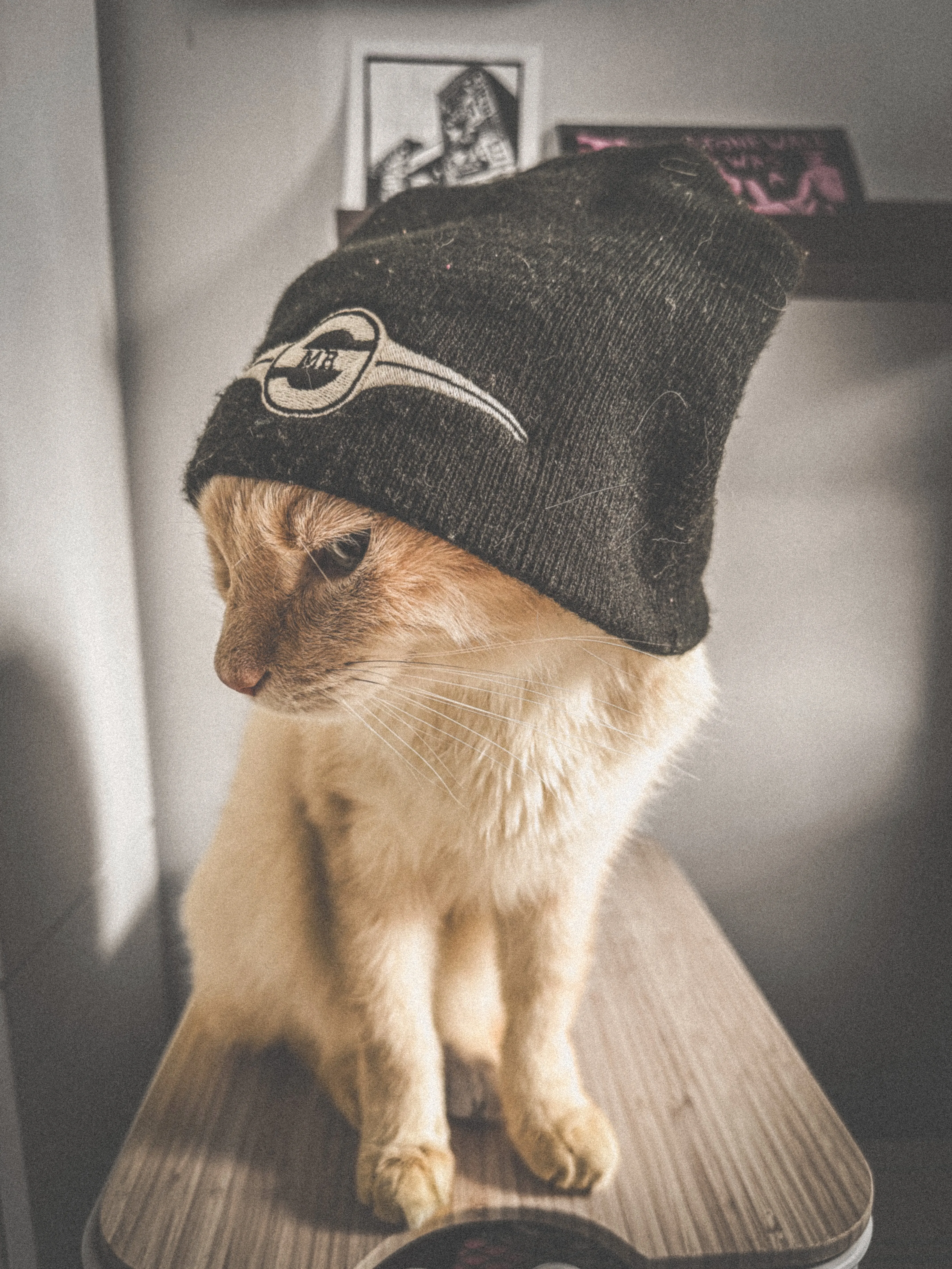 My cat Tybalt, a white flamepoint Tabby/Siamese mix sits on a wooden platform while looking off to the side dejectedly while wearing a full-sized black skullcap beanie from Mr. S Leather that i placed on him moments ago.